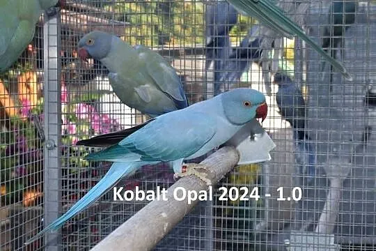 Aleksandretty Obrożne, Śląskie, Rybnik