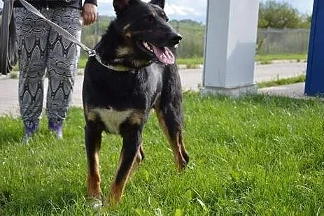 Młody, kochający ludzi Bary szuka dobrego domu!,  