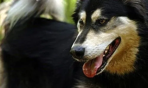 Zefir- psiak w typie husky szuka aktywnego domu,