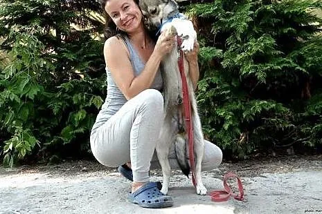 Porzucony 11 miesięczny Szarik - czeka na nowy dom
