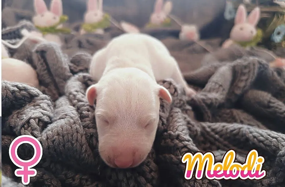 MELODI Whippet na sprzedaż – piękne, rasowe, zdrowe 14.06.2025, Wielkopolskie, Poznań