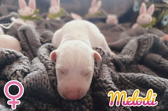 MELODI Whippet na sprzedaż – piękne, rasowe, zdrowe 14.06.2025, Wielkopolskie, Poznań