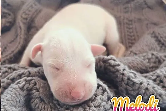 MELODI Whippet na sprzedaż – piękne, rasowe, zdrowe 14.06.2025, Wielkopolskie, Poznań