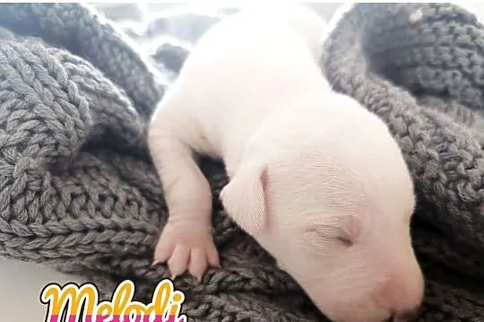 MELODI Whippet na sprzedaż – piękne, rasowe, zdrowe 14.06.2025, Wielkopolskie, Poznań