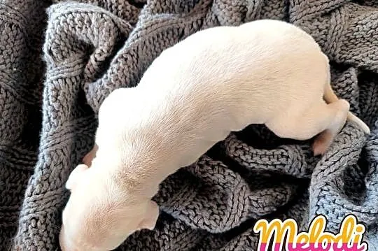 MELODI Whippet na sprzedaż – piękne, rasowe, zdrowe 14.06.2025, Wielkopolskie, Poznań