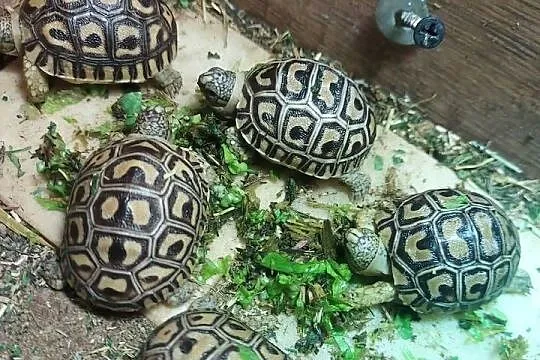 Żółw lamparci, żółwie lamparcie, młode żółwiki
