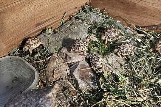 Żółw lamparci, żółwie lamparcie, młode żółwiki, Warmińsko-mazurskie, Giżycko