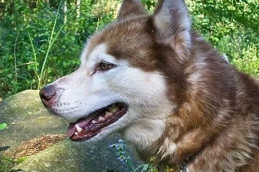 Sampo - dostojny Siberian Husky szuka domu, śląskie Bytom