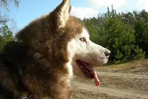 Sampo - dostojny Siberian Husky szuka domu,  śląsk
