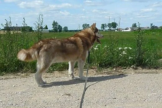 Sampo - dostojny Siberian Husky szuka domu,  śląsk