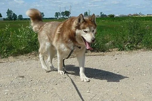 Sampo - dostojny Siberian Husky szuka domu,  śląsk
