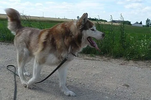 Sampo - dostojny Siberian Husky szuka domu,  śląsk
