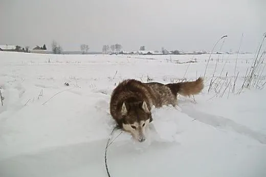 Sampo - dostojny Siberian Husky szuka domu,  śląsk