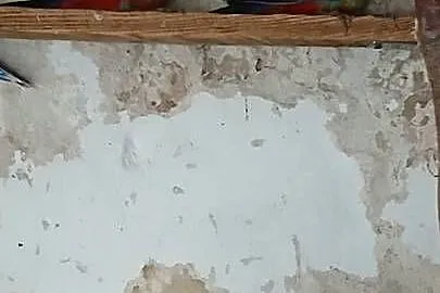 Papugi rozelle królewskie młode, Opolskie, Gorzów Śląski