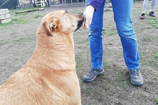 Czy tego pieszczocha ktoś jeszcze pokocha? - Lorka, Śląskie, Katowice
