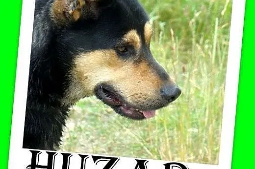 Średni,przyjazny,łagodny,wesoły,czujny piesek HUZAR.Adopcja,  dolnośląskie Wrocław