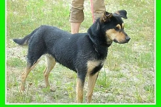 Średni,przyjazny,łagodny,wesoły,czujny piesek HUZA