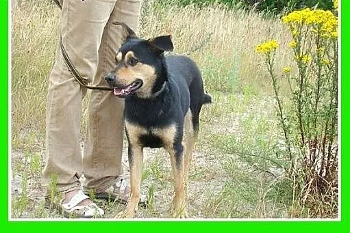 Średni,przyjazny,łagodny,wesoły,czujny piesek HUZA
