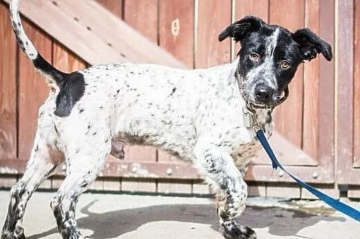 Łatek - śliczny, 10 kg super psiak szuka domu,  ma