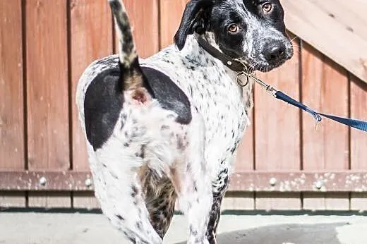 Łatek - śliczny, 10 kg super psiak szuka domu,  ma