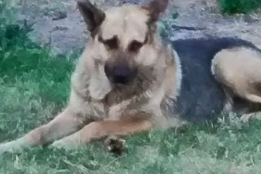 Łagodny psiak w typie owczarka niemieckiego szuka 
