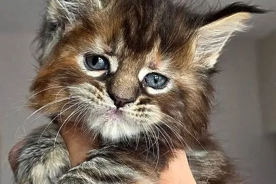 Kociaki maine coon okazja!