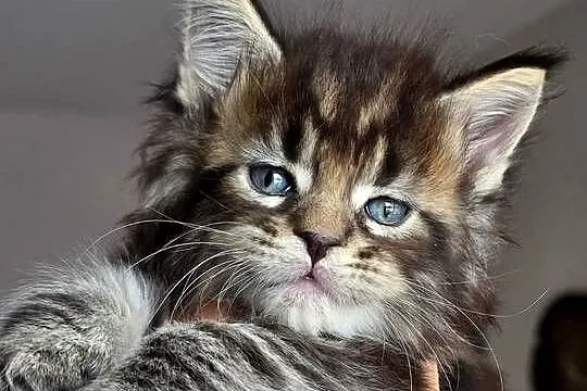 Kociaki maine coon okazja!, Małopolskie, Kraków
