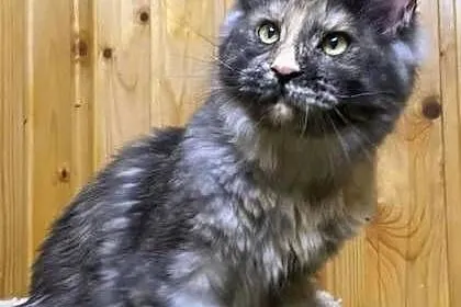 Kociaki maine coon okazja!, Małopolskie, Kraków