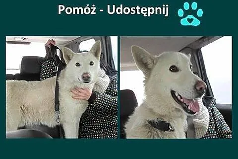 Biały, piękny piesek Śnieżek do adopcji