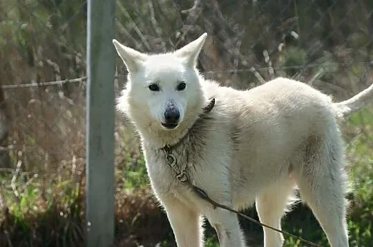 Biały, piękny piesek Śnieżek do adopcji