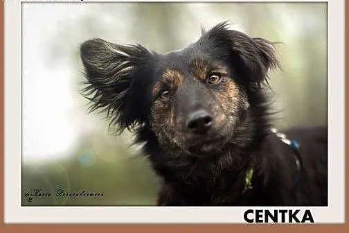CENTKA,mała 5 kg,łagodna,delikatna,rodzinna suczka.ADOPCJA,  małopolskie Kraków