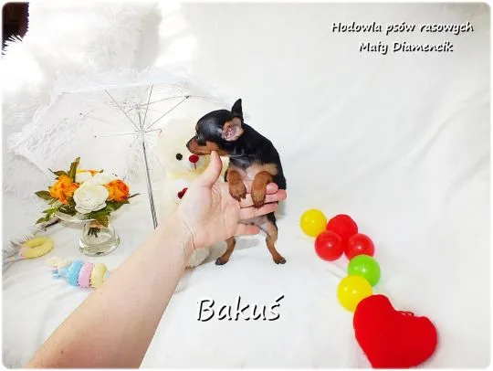 Mini Piesek BAKUŚ Ratlerek /sarenka Pinczer miniaturowy +Rodowód Do Odbioru Tel. 739052954, , Żary