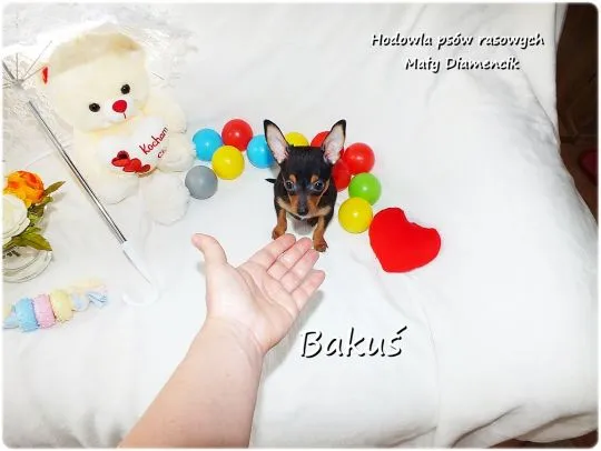 Mini Piesek BAKUŚ Ratlerek /sarenka Pinczer miniaturowy +Rodowód Do Odbioru Tel. 739052954, , Żary