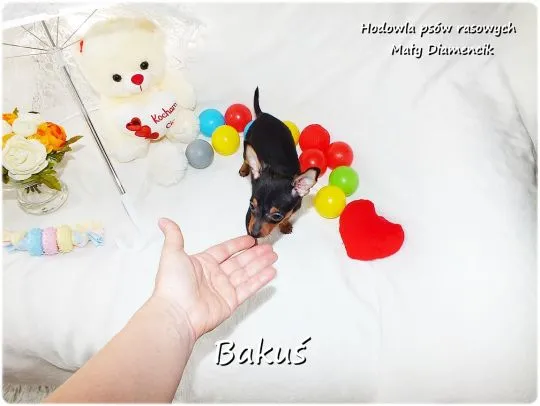 Mini Piesek BAKUŚ Ratlerek /sarenka Pinczer miniaturowy +Rodowód Do Odbioru Tel. 739052954, , Żary