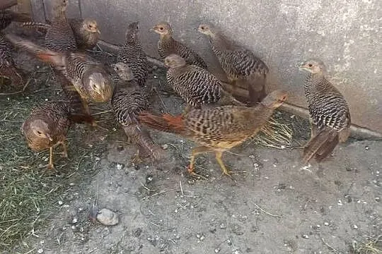 Bażanty złote, Wielkopolskie, Ostrów Wielkopolski