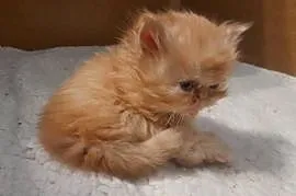 Kotek perski rudy