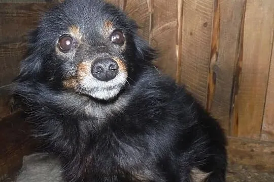 Mikuś - mikropies, wrażliwy, przyjazny, puchaty, o