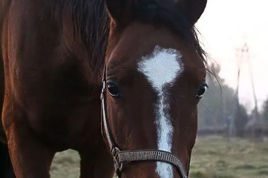 Sprzedam konia
