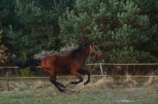 Sprzedam konia