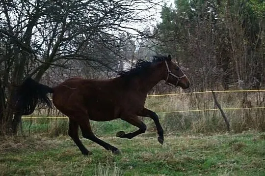 Sprzedam konia