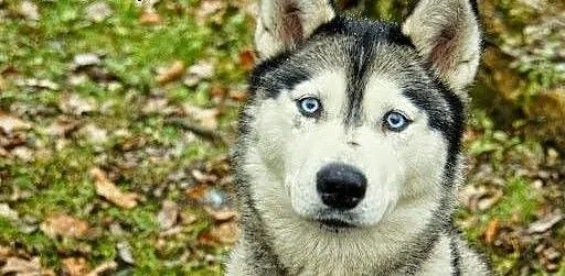 Queeni - młoda i przepiękna sunia husky czeka na d