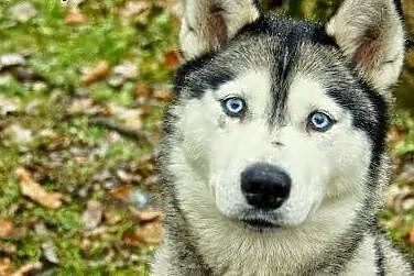 Queeni - młoda i przepiękna sunia husky czeka na d