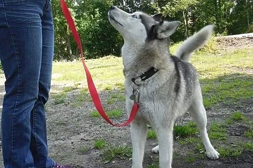 Queeni - młoda i przepiękna sunia husky czeka na d