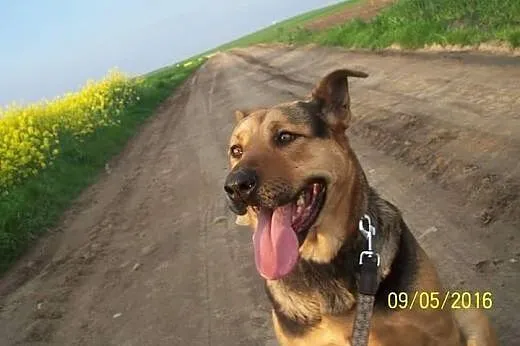 Suczka pilnie szuka domu ,  wielkopolskie Poznań