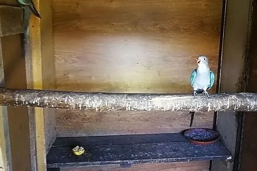 Papugi Księżniczki Walii niebieskie - Para z 2017, Malawa