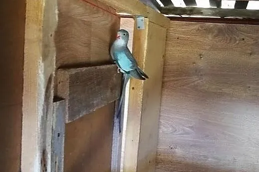 Papugi Księżniczki Walii niebieskie - Para z 2017, Malawa