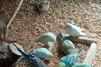 Do sprzedania papugi faliste