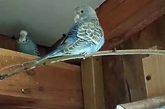 Do sprzedania papugi faliste, Lubelskie, Tarzymiechy Trzecie