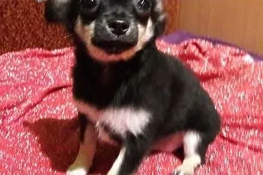 Chihuahua krótko i długowłosa,  śląskie Częstochow