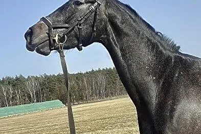 Wałach po Number One do sportu, , 